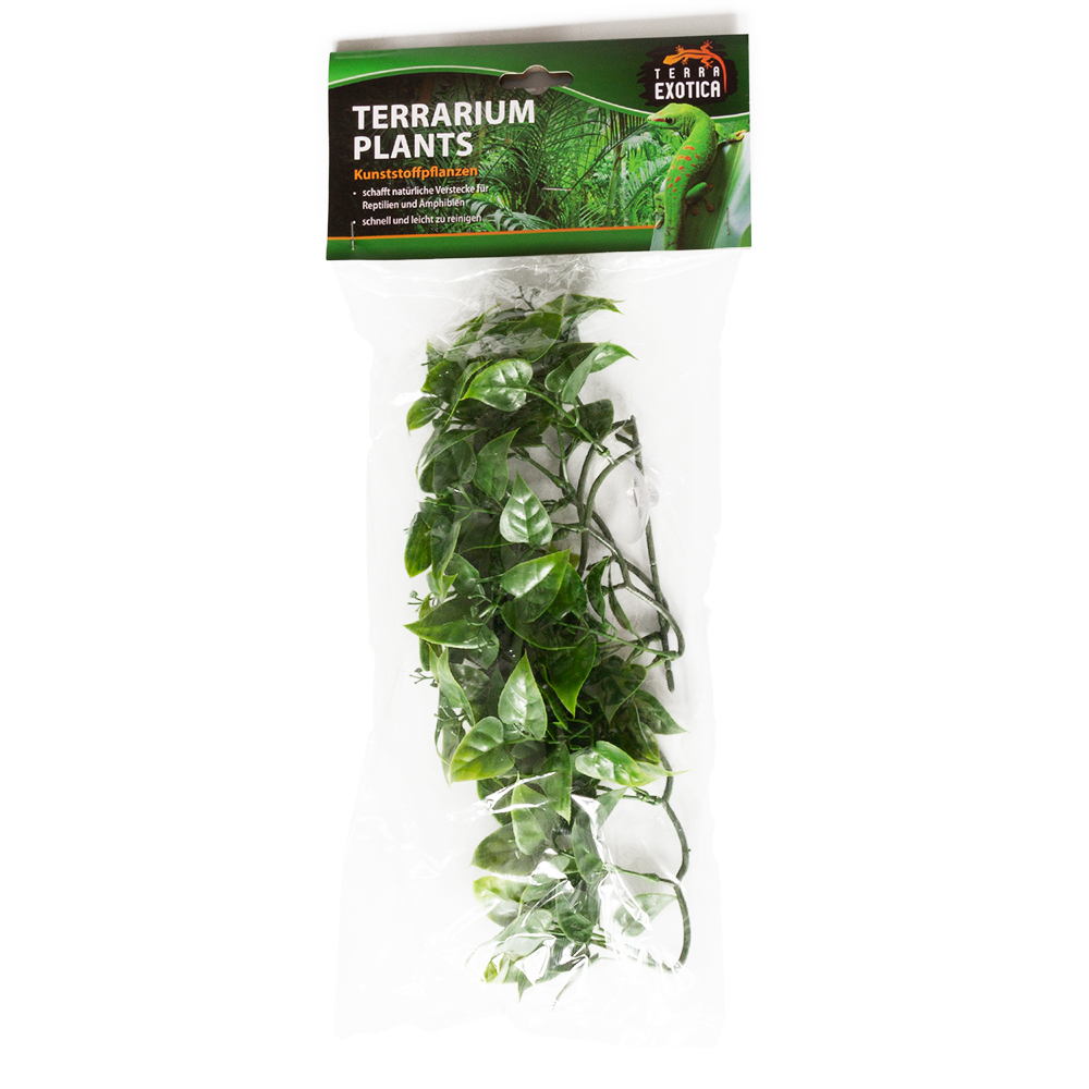 evergreen vine - small - 1
