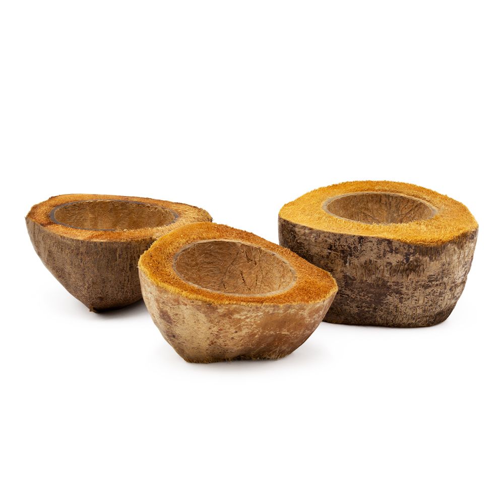 kokos - halbschale - wasserschale - 1